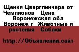 Щенки Цвергпинчера от Чемпионов › Цена ­ 15 000 - Воронежская обл., Воронеж г. Животные и растения » Собаки   